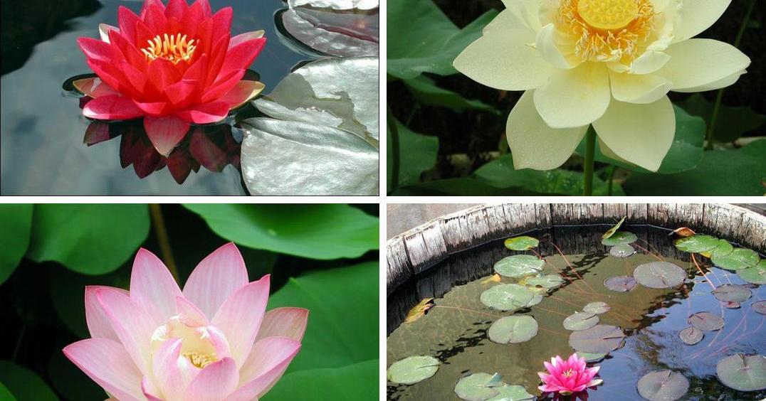 La flor de loto, una planta acuática habitual en los estanques