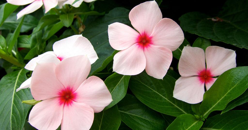 La vinca rosea, del trópico al jardín | Plantas