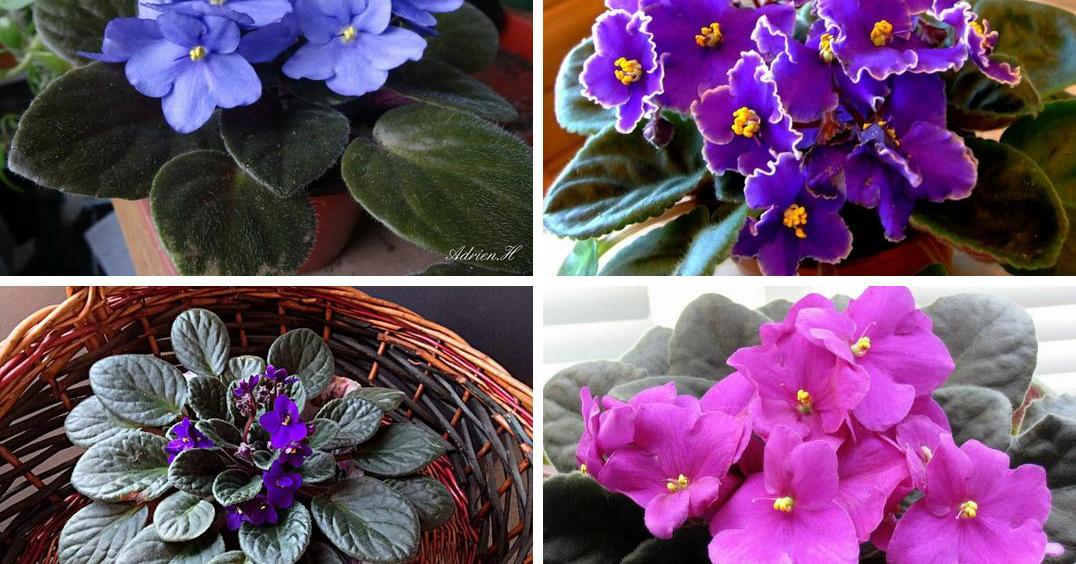 La violeta africana | Plantas