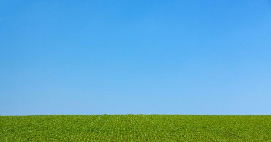 Los céspedes: tips y opciones | Plantas