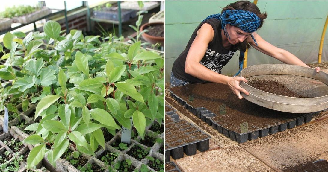 Cultivo a partir de semillas | Plantas