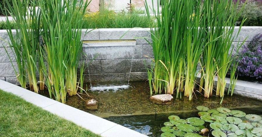 Jardines acuáticos: explicación y datos | Plantas