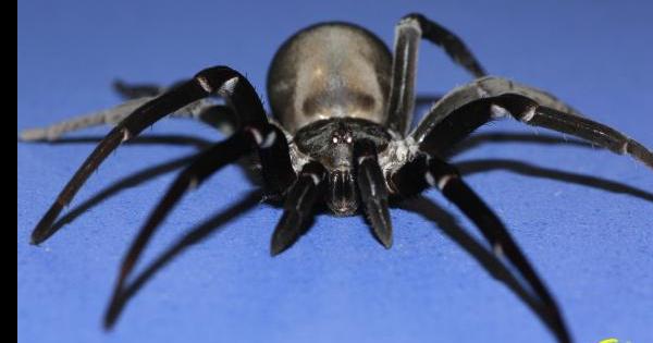 Evita que las arañas entren en tu casa | Plantas