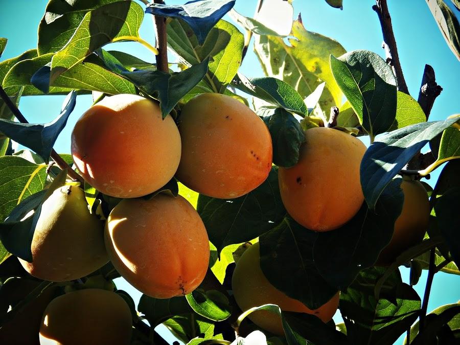 Caquis Una Fruta Deliciosa Y Beneficiosa Ecolog A