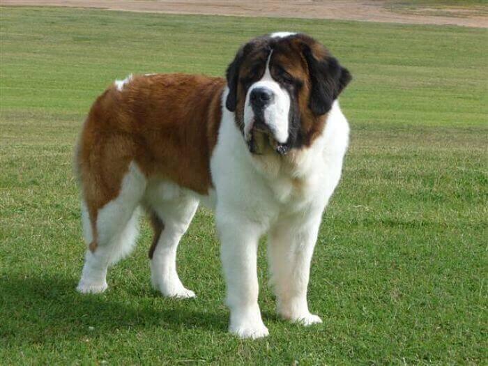 Las 5 Cosas M s Esenciales De Los Perros San Bernardo Mascotas
