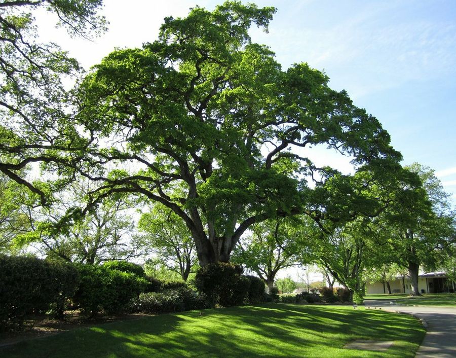 El roble, árbol sagrado propiedades terapéuticas Plantas