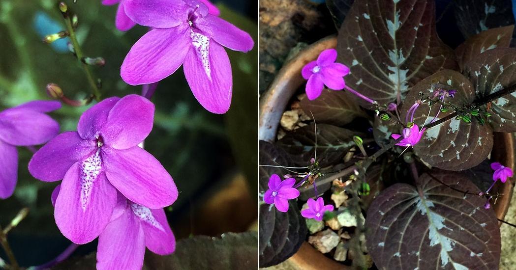 Información sobre la Planta de Chocolate, Pseuderanthemum alatum Plantas