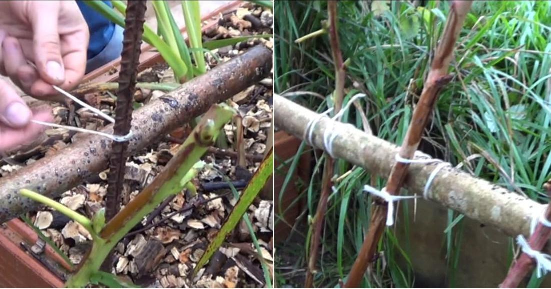 frambuesa | facilisimo.com