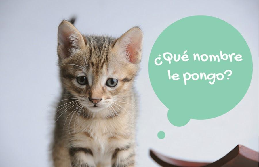 Nombres De Gatas Graciosos Ideas geniales de nombres de gatos | Mascotas