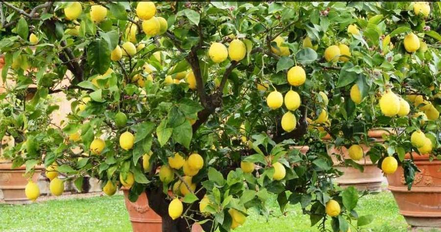 Un jardín de limoneros | Plantas