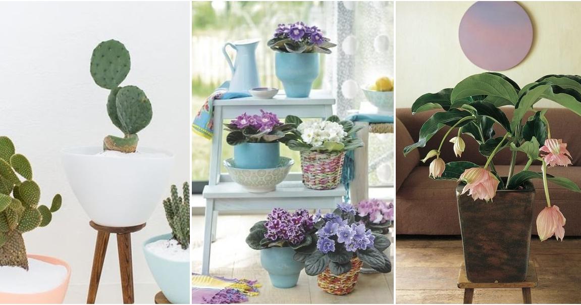 Las 10 Mejores Plantas Para Decorar Interiores Preciosos | Plantas