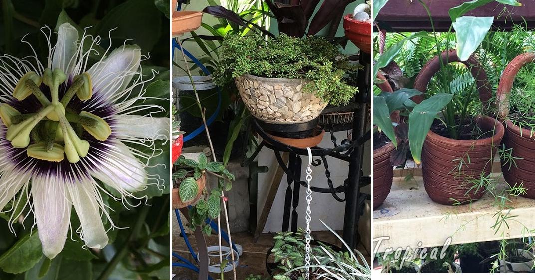 Trucos que debes tener en cuenta si tienes un jardín pequeño | Plantas