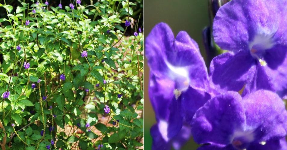 Propiedades medicinales de la Verbena cimarrona | Plantas Propiedades medicinales de la Verbena cimarrona | Plantas