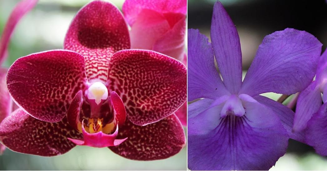 Consejos para que tus orquídeas florezcan cada año | Plantas