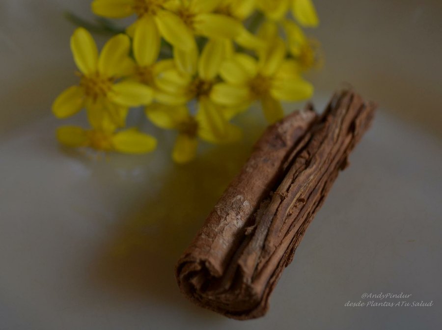 Arbol De Canela Plantacion Propiedades Y Usos Plantas