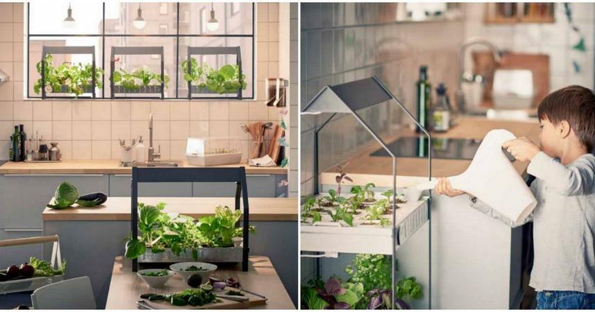 Cultiva en el interior de casa: tutorial paso a paso | Plantas
