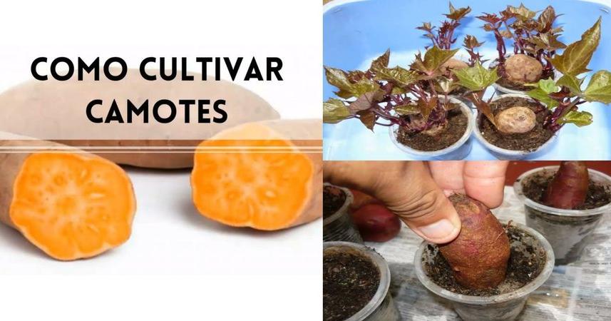 Cultivar Camotes Tutorial Paso A Paso Plantas 9255