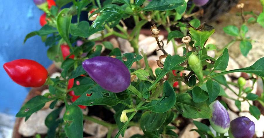 ¿Conoces el pimiento o ají de jardín? Aquí te enseñamos todo sobre él