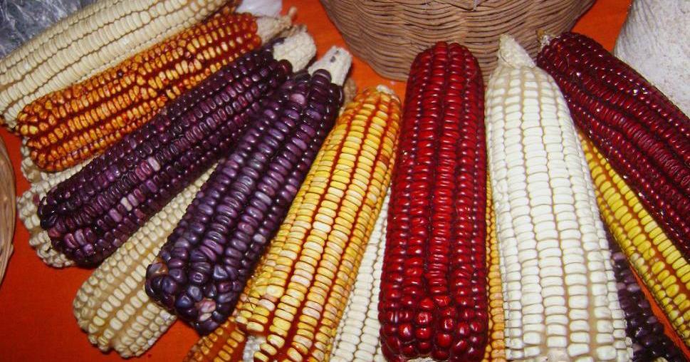 Características del maíz que lo hacen una planta versátil | Plantas