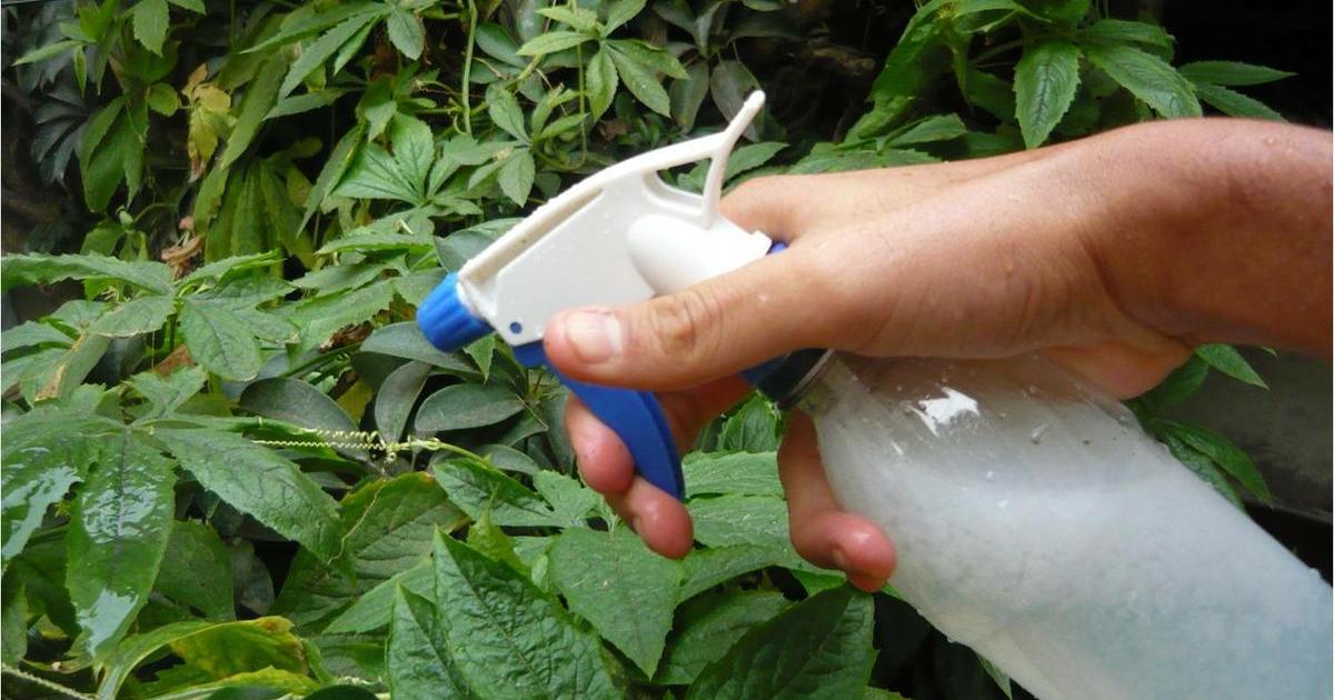 7 usos del vinagre en el huerto | Plantas