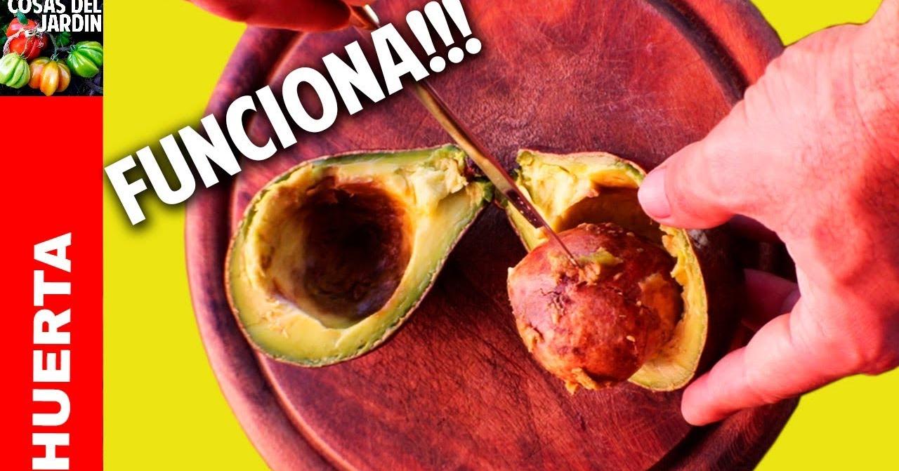 Como Germinar Una Semilla De Mango Cómo germinar una semilla de aguacate o palta | Plantas