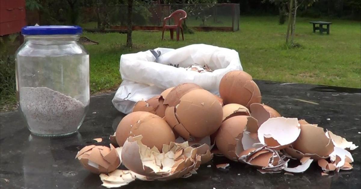 7 usos de la cáscara de huevo en el huerto o jardín | Plantas