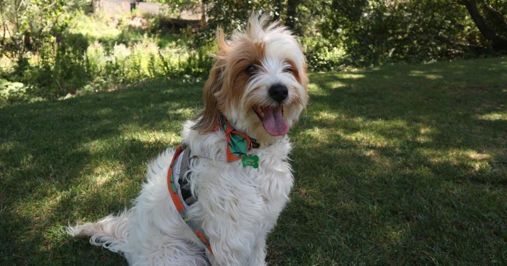 Cualquier perro puede vivir en un piso si cubrimos sus necesidades ¡Te