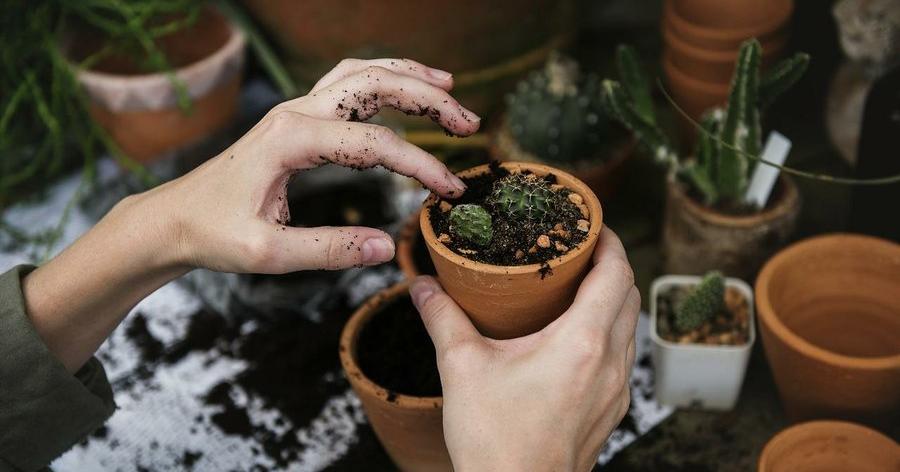 Los céspedes: tips y opciones | Plantas