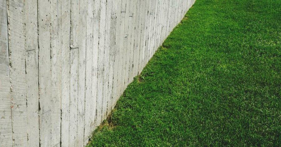 Cómo mejorar un césped compactado: aireado del césped | Plantas