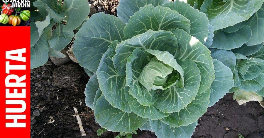 El repollo es uno de los vegetales más fáciles de cultivar en tu jardín