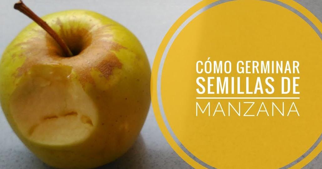 Cómo germinar semillas de manzana - Proceso completo | Plantas