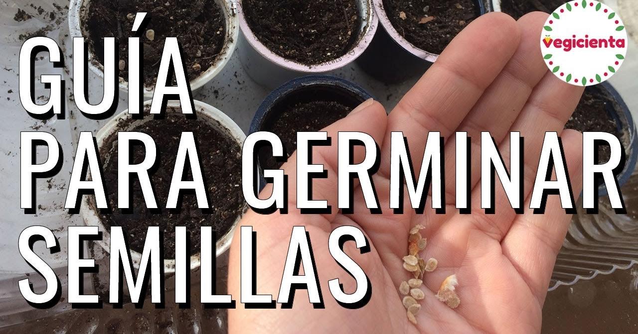 Guía Fácil Para Poner A Germinar Semillas En Casa Plantas 5198