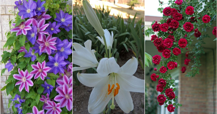 15 imágenes de jardines verticales y cómo hacer el nuestro en casa (DIY