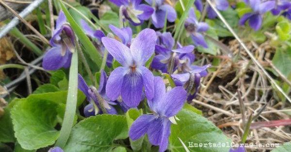 Violetas silvestres | Plantas