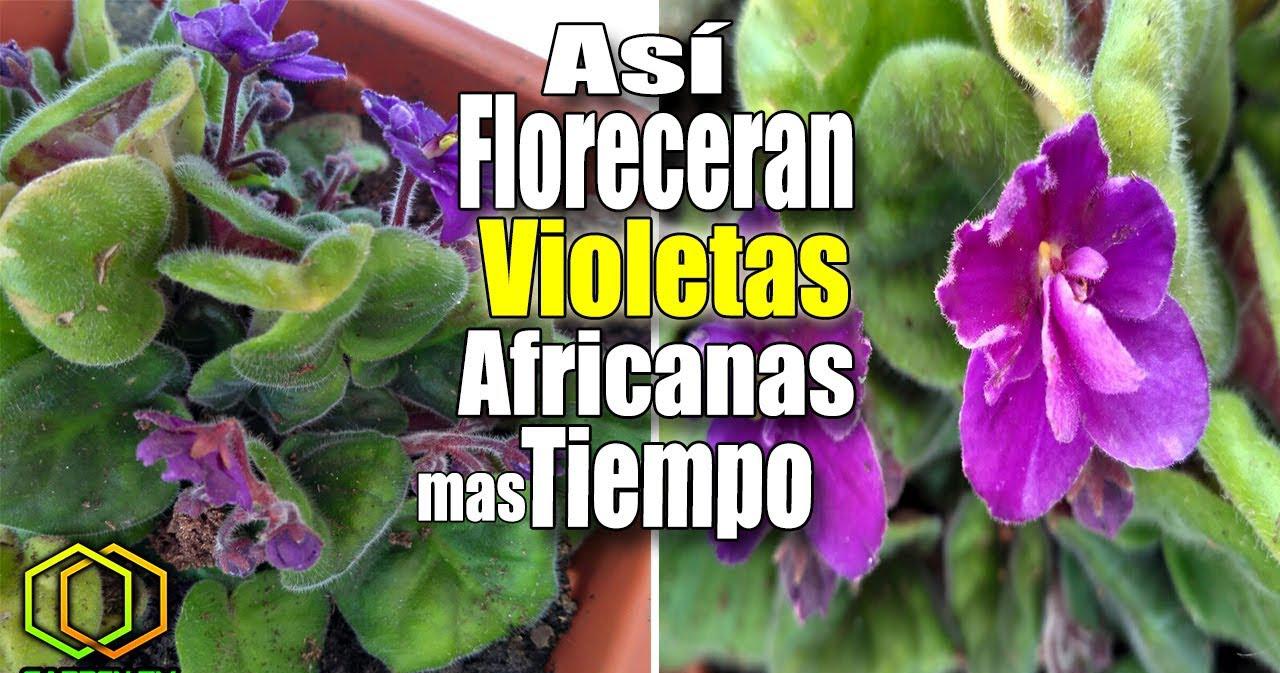 violeta africana | facilisimo.com