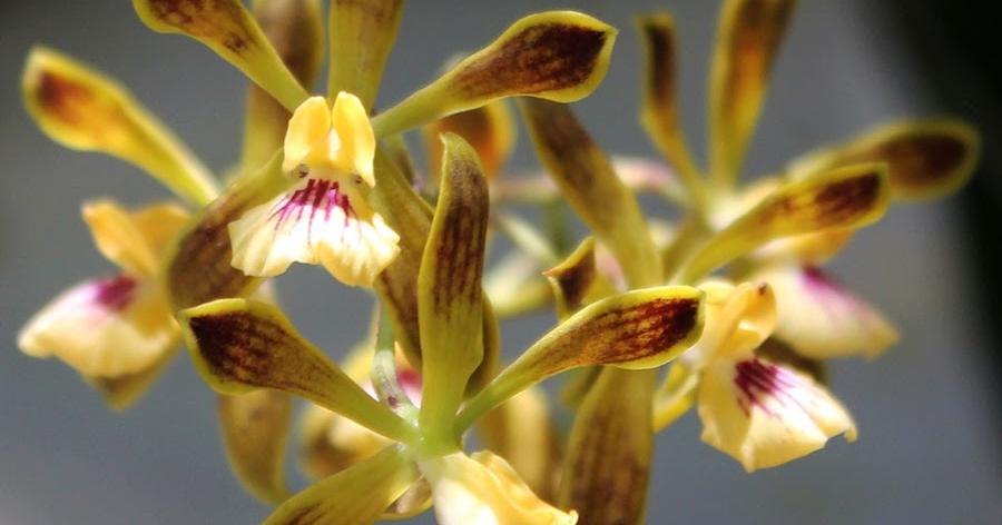 Un orquídea cubana que debes conocer | Plantas