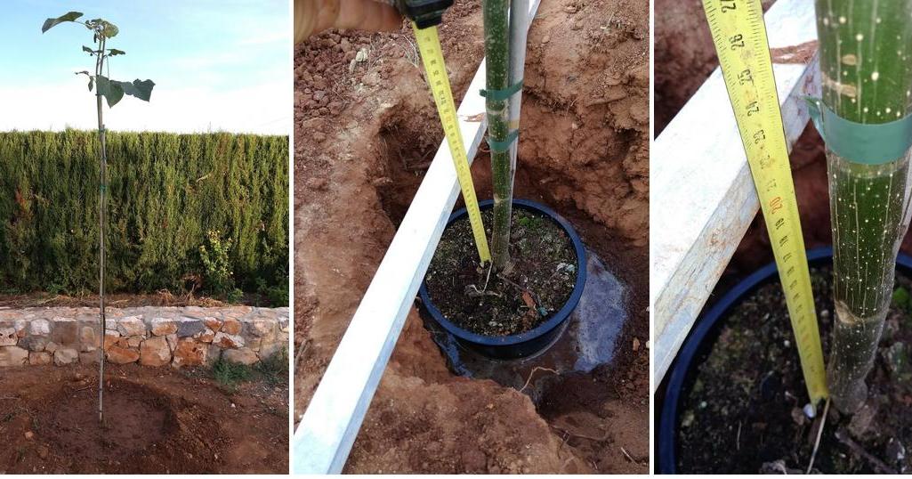 Árboles de sombra de crecimiento rapido | facilisimo.com