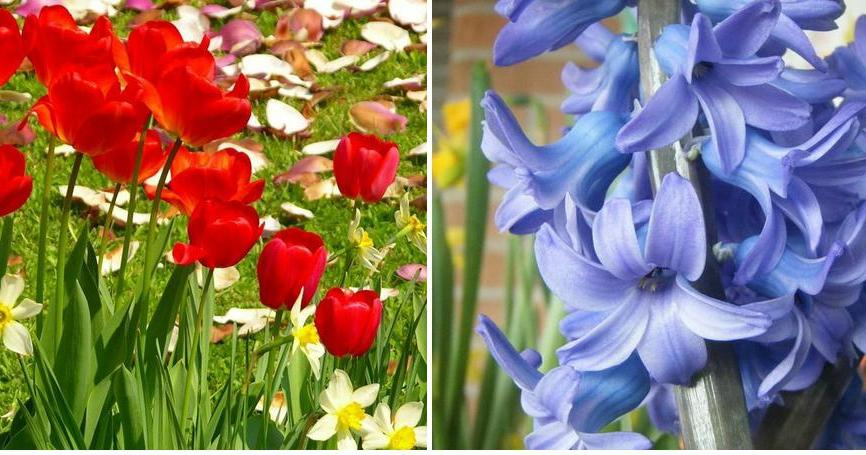 Flores de primavera: distintos tipos | Plantas