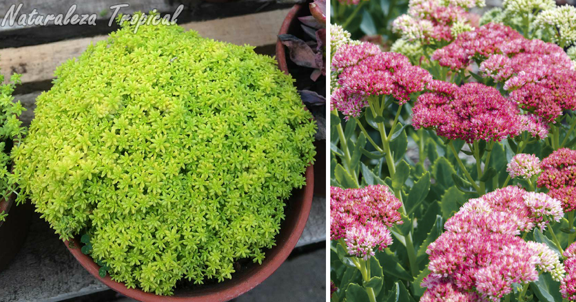 Aprende A Cultivar Tus Plantas Suculentas Del G Nero Sedum Plantas