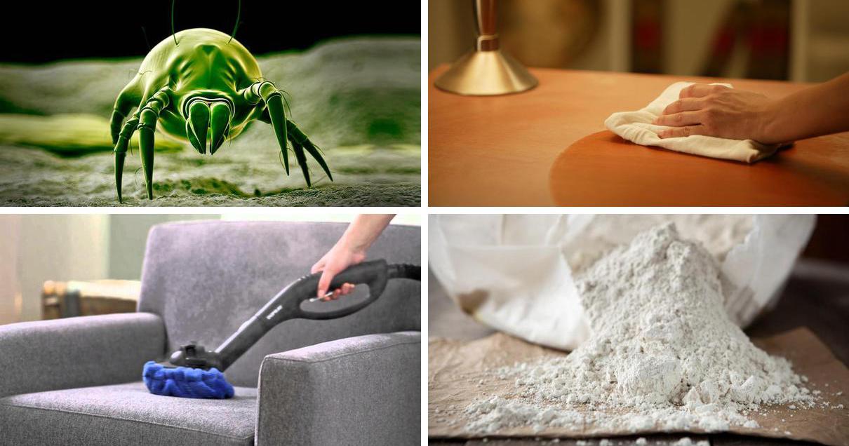 Cómo eliminar los ácaros | Bricolaje