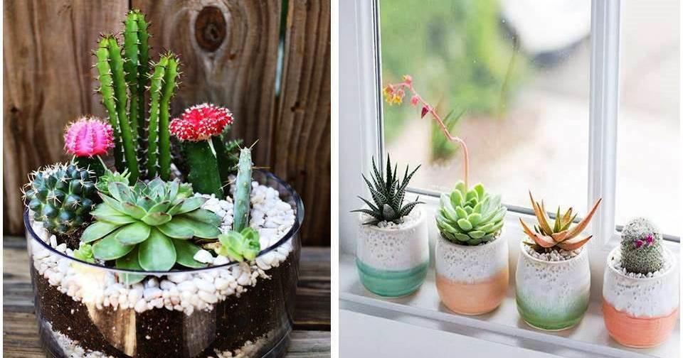 Ideas con cactus para decorar el hogar | Plantas