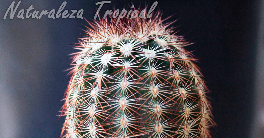 Conoce a este pequeño cactus, Echinocereus russanthus | Plantas