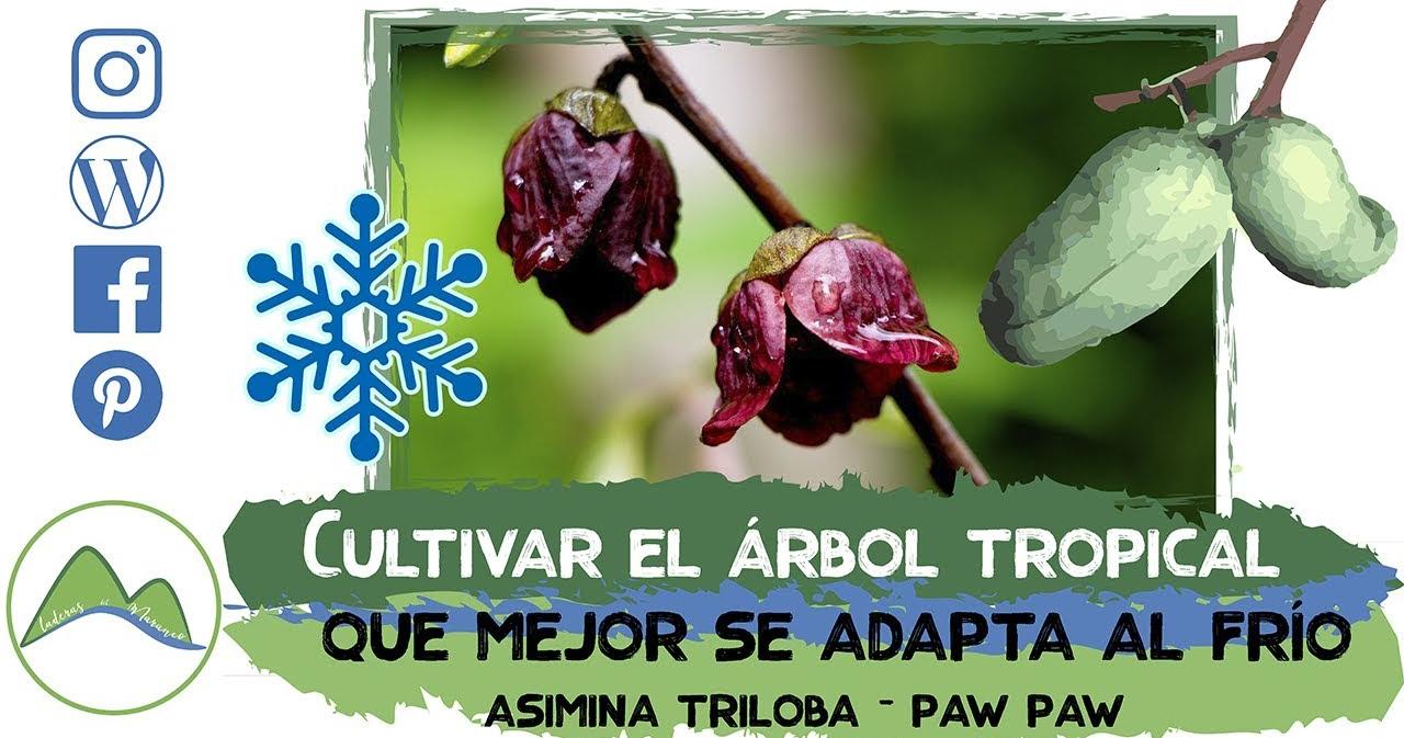 Cómo plantar un árbol tropical en clima frío con éxito: el cultivo de