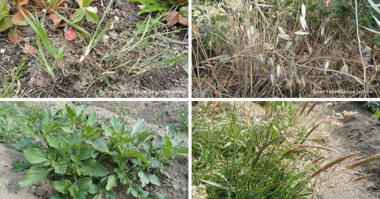 Las malas hierbas en la huerta | Plantas