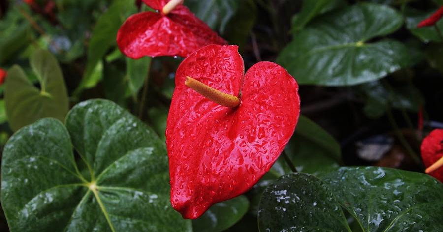 Anturio rojo, algo más que una bonita planta de interior | Plantas