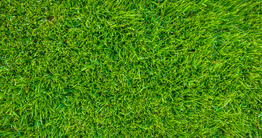 cuando abonar el cesped | facilisimo.com