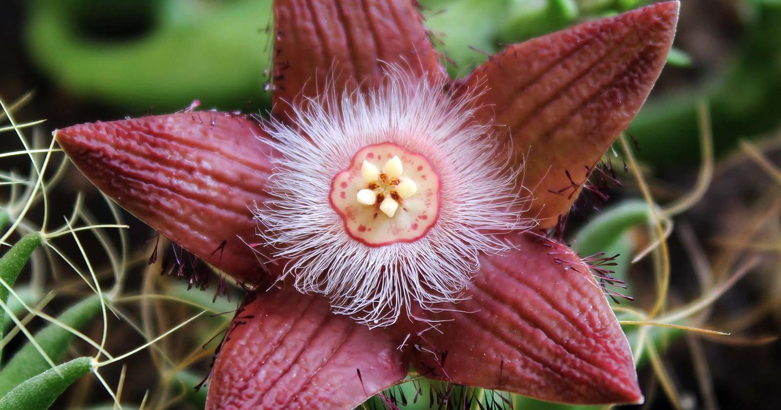 Stapelia flavopurpurea