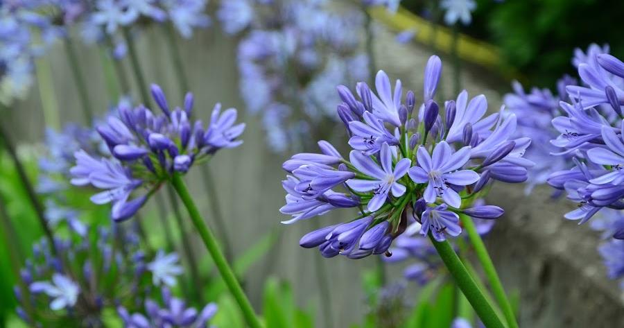 El Agapanto o Lirio Africano, más que una planta ornamental | Plantas