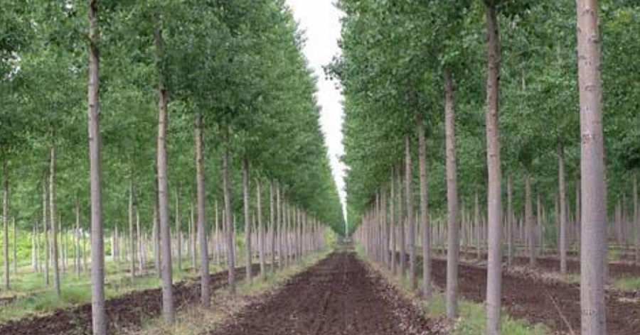 Cultivo de chopo, un árbol de madera muy valorada | Plantas
