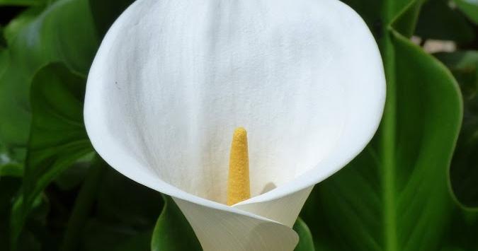 Características de la cala, flor de jarro o lirio de agua | Plantas